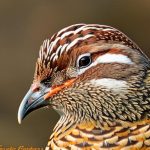 Keeping Bobwhite Quail and Hens Together: A Guide to Success