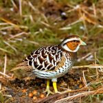 Maximizing Egg Production: How to Keep Coturnix Quail for Eggs