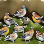 Mixing and Matching: Exploring the Fascinating World of Keeping Different Breeds of Quail Together