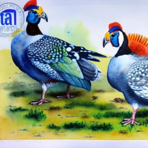 Optimizing Success during the Guinea Fowl Breeding Season