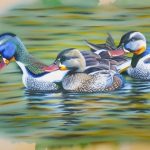 Get Quacking! Mallard Ducks Gear Up for Breeding Season