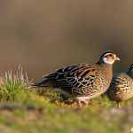 How Many Quails Should You Keep? Find the Right Number for Your Flock