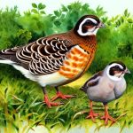 The Ultimate Guide to Selecting the Best Quail Breeds for Meat Production