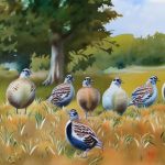 Uncover the Top Quail Breeds for Meat Production: A Guide to the Best Varieties