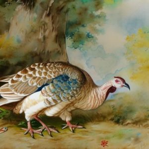 Uncovering the Truth: Are BBB Turkeys Truly Heritage Breeds?