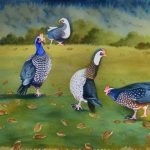 Unlocking the Mystery of Vulturine Guinea Fowl Breeding