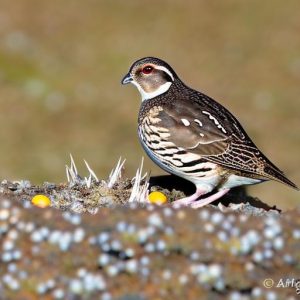 Unlocking the Secrets to Keeping Japanese Quail and Maximizing Egg Production