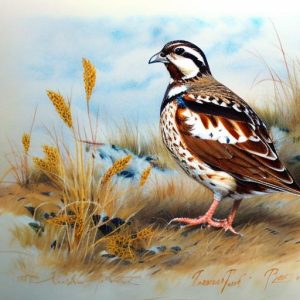 Unlocking the Secrets of Bobwhite Quail: How to Successfully Raise Them in a Breeding Colony