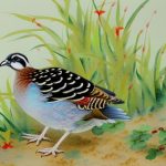 Unlocking the Secrets of Chinese Painted Quail Breeding Age: Everything You Need to Know