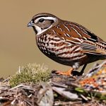 Unveiling the True Costs of Keeping Quail: A Complete Guide for Budget-Conscious Enthusiasts