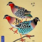 The Wide Variety of Japanese Quail Breeds: A Closer Look at these Fascinating Birds