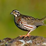 clearwater quail keeping