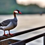 how to keep geese off dock