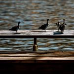 how to keep geese off your dock