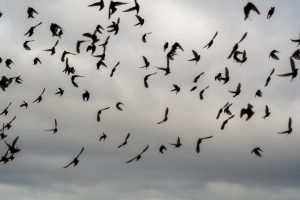 Photo Quail flock