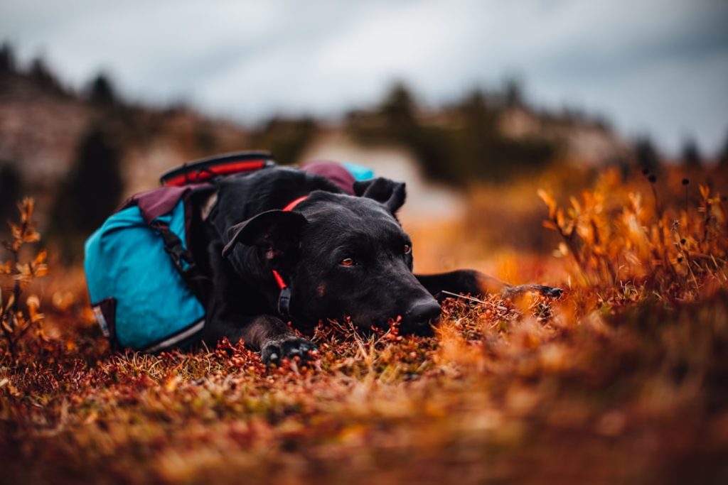 Photo Pointer dog