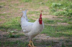 Photo Guinea fowl, breeder