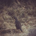 Photo Quail, Rare breeds