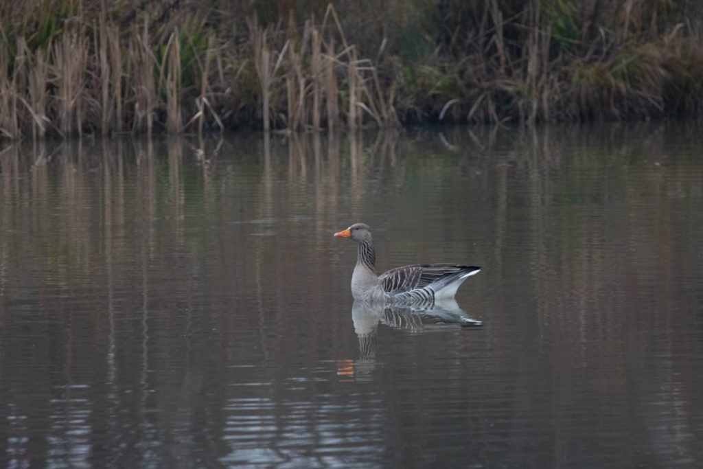 Photo Duck farm