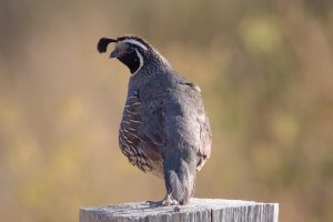 Photo Button quail