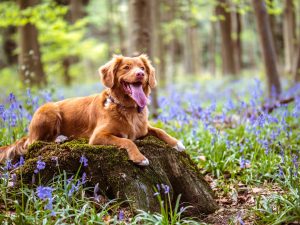 Photo Nova Scotia Duck Tolling Retriever