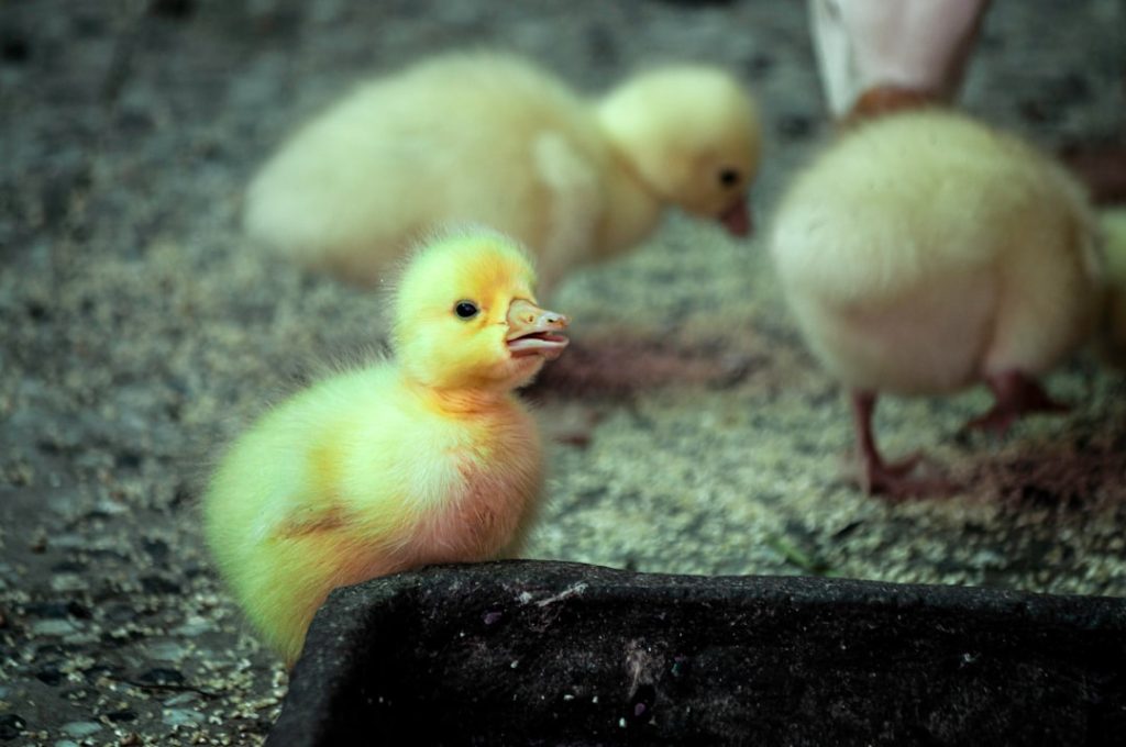 Photo Baby ducks