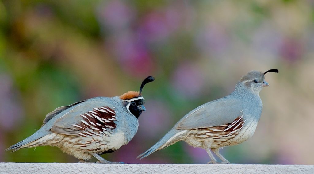 Photo Bobwhite quail, breeding