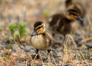 Photo ducklings, breeds