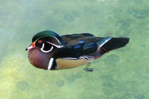 Photo Muscovy duck, nest