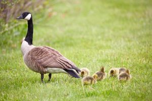 Photo Baby duckling