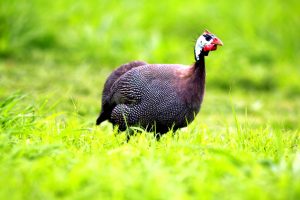 Photo Guinea fowl