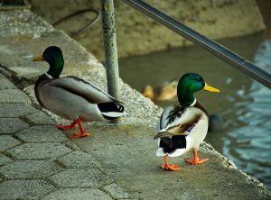 Photo Mallard duck