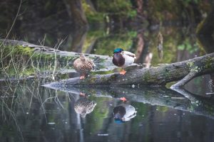 Photo duck breeds