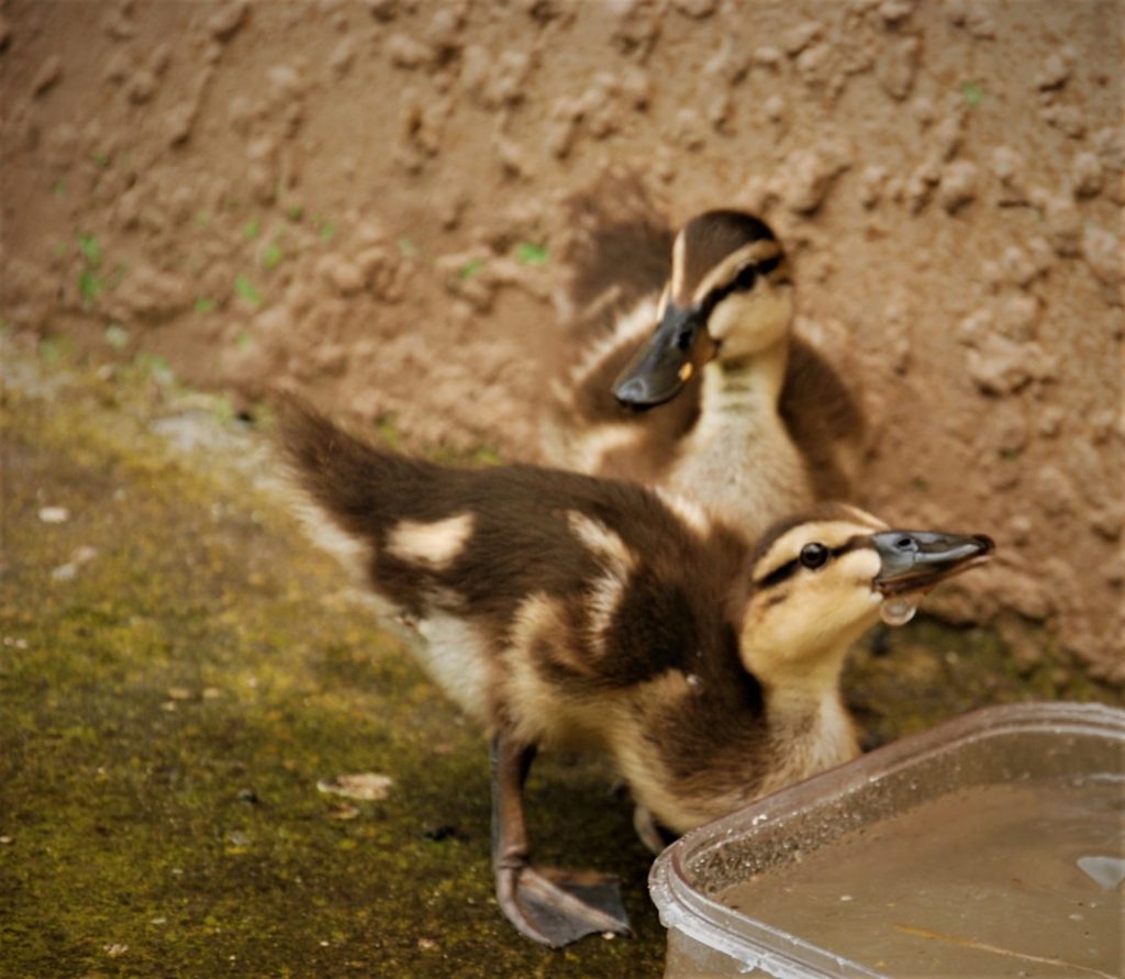 Photo Baby duckling