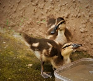 Photo Baby duckling