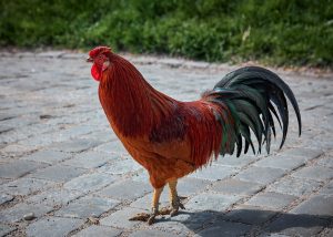 Photo Guinea fowl