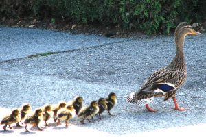 Photo Ducklings