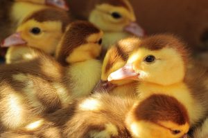 Photo Brown duckling