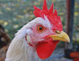 Photo Guinea fowl