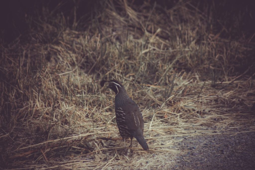 Photo Quail breeds