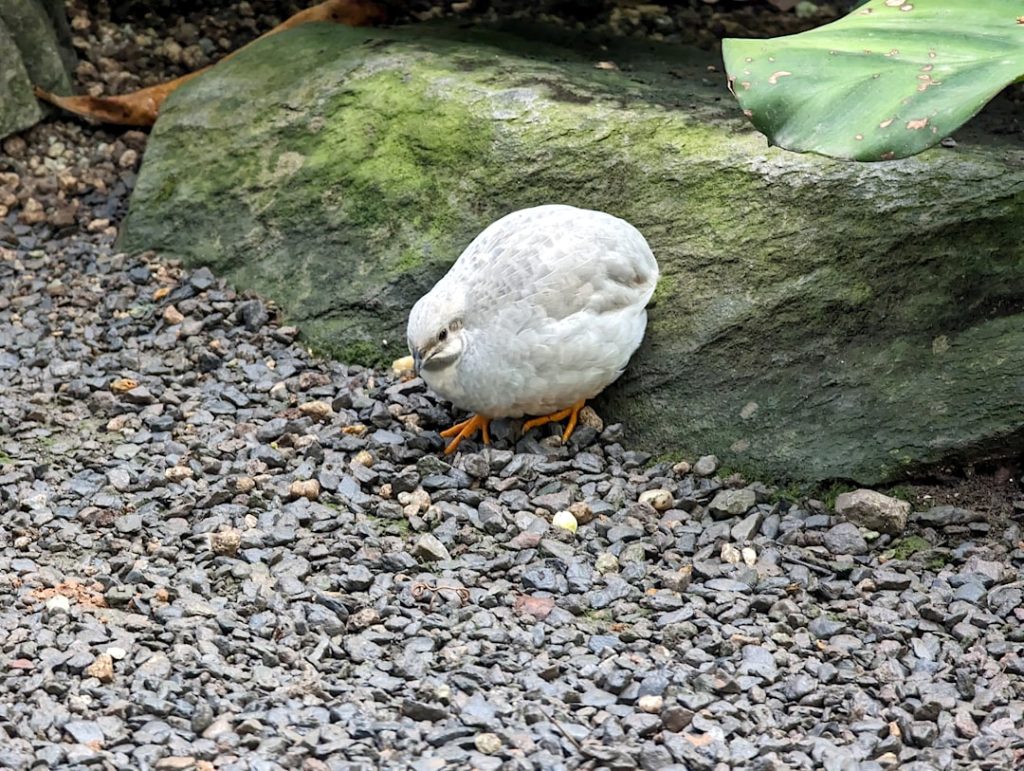 Photo Quail breeding