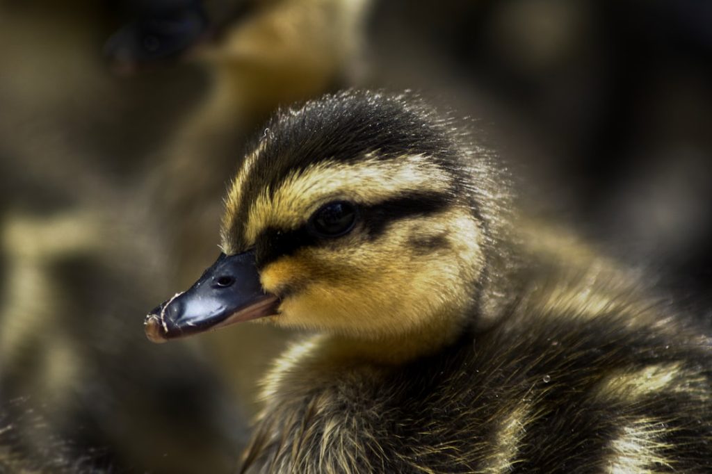 Photo Ducklings, breeds