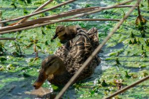 Photo Mallard duckling