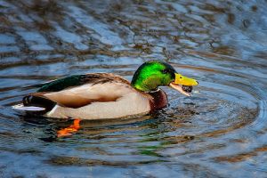 Photo Mallard duck