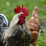 Photo Vulturine guinea fowl, breeder