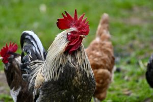 Photo Vulturine guinea fowl, breeder