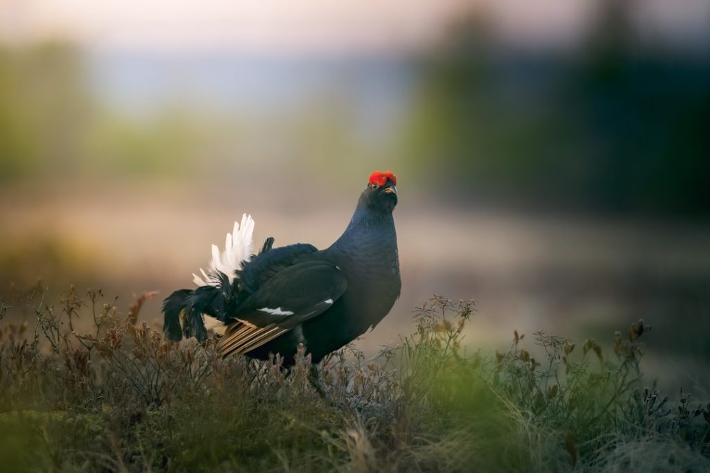 Photo Turkey hen