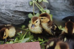 Photo Quail farm