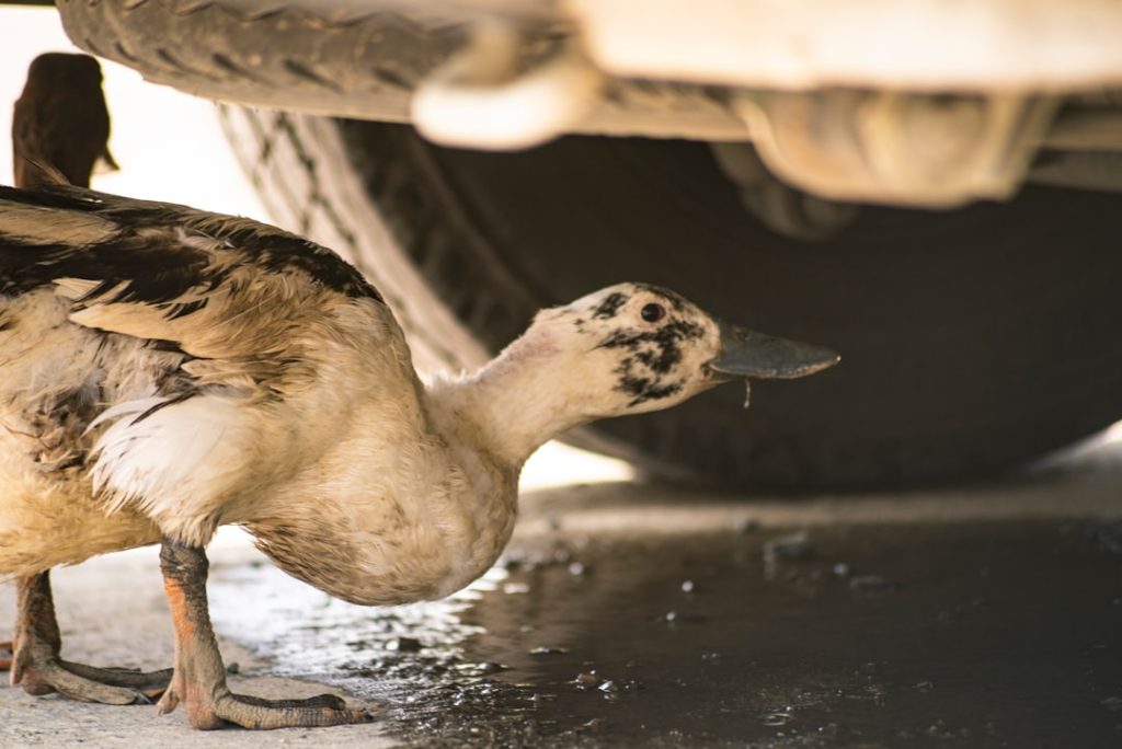 Photo Duck farm