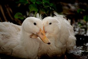 Photo Duck breeds